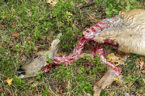 Close-up of a female roe deer (Capreolus capreolus) killed by a wolf (Canis lupus), dead, kill,