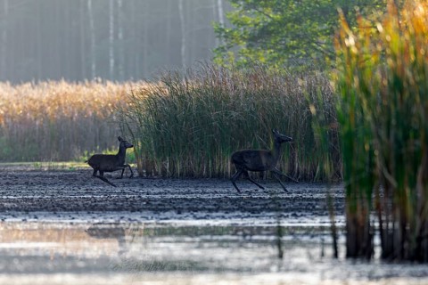 A red deer (Cervus elaphus) with calf flees from a wolf (Canis lupus), escape, hunting, pursuit,