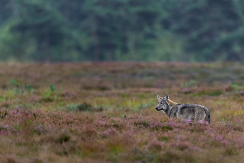 Wolf pup (Canis lupus) aged about 4 months hunting for mice, heather, heather blossom, heathland,