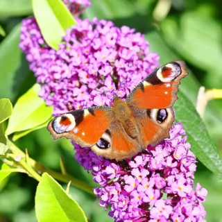Peacock butterfly (Inachis io) sucking nectar on butterfly bush (Buddleja davidii), in a natural