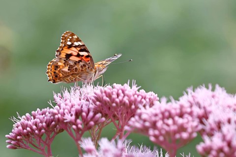 Thistle butterfly (Vanessa cardui) on a flower of Hemp agrimony (Asteraceae) on a forest path,