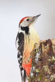 Middle spotted woodpecker (Dendrocopos medius) foraging on dead wood of an oak (Quercus), animal
