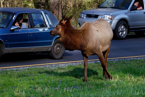 An elk stands on the side of the road and watches the cars passing by, Newfound Gap Road, Great