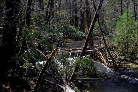 Dense forest with a clear river along Little River Road, Little River Road, Great Smoky Mountains,