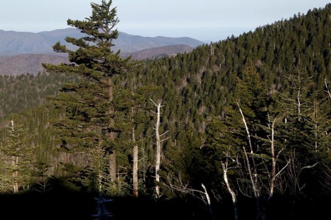 Panorama of wooded mountains from Chlingmans Dome, USA, Chlingmans Dome, Great Smoky Mountains, USA