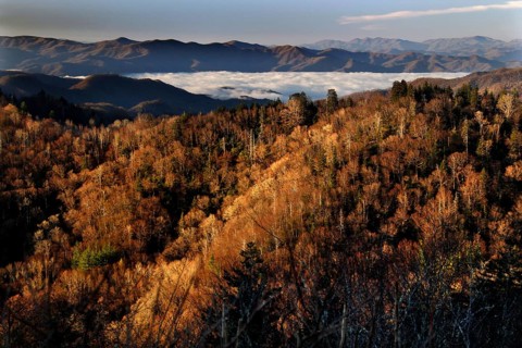 Autumn mountain landscape with fog near Chlingmans Dome, USA, Chlingmans Dome, Great Smoky