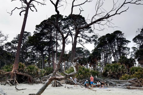 Driftwood and trees on a secluded sandy beach, Hunting Island, South Carolina, USA