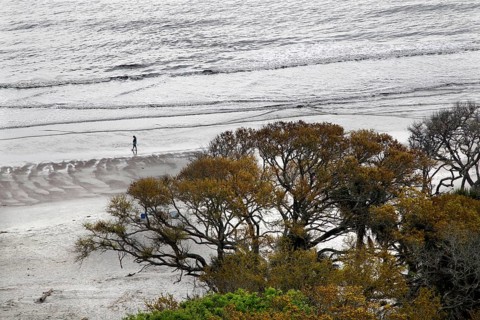 Coastal landscape with trees and gentle waves on the beach, Hunting Island, South Carolina, USA