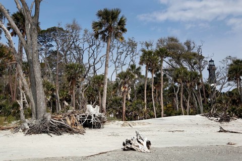 Sandy beach with palm trees and driftwood under blue sky, Hunting Island, South Carolina, USA
