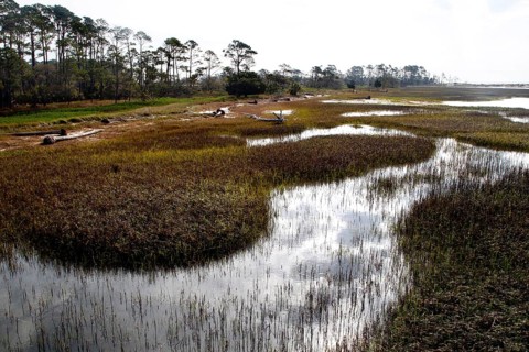 Landscape with marshland and scattered water areas in natural environment, Hunting Island, South