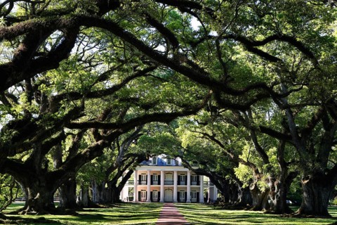 Oak alley leads to the main house of Oak Alley Plantation, Oak Alley Plantation, Louisiana, USA