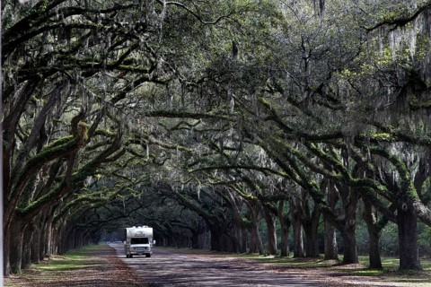 An RV drives through an alley surrounded by old oak trees in Wormsloe Plantation, Savannah,