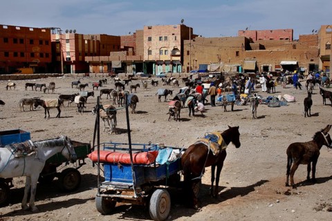 Donkey parking next to a busy market in Rissani, Rissani, Niger, Morocco