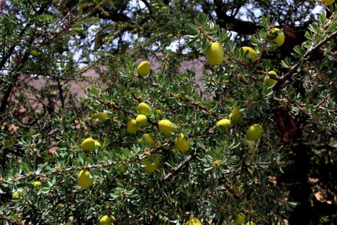 Several green argan fruits on an argan tree in Tafraoute, Tafraoute, Souss-Massa, Morocco