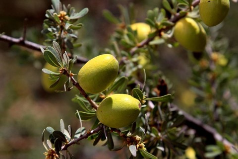 Close-up of an argan tree with ripe green fruits in focus, Tafraoute, zero, Morocco