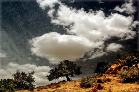 Single argan tree under a dramatic sky with clouds in Tafraoute, Tafraoute, Souss-Massa, Morocco