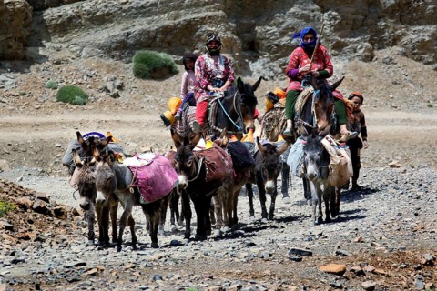 Nomads with loaded donkeys in a rocky landscape on a travel route, Tizgui n'Ouadda, Morocco
