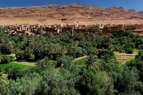 Lush palm sea surrounds a desert village in the Todra Gorge, Todra, Gorge, Palmerie