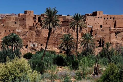 Clay buildings and palm trees in the Todra Gorge surrounded by desert vegetation, Todra, Morocco