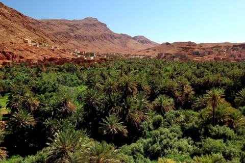 Lush palmery in the Todra Gorge against a barren mountain backdrop, Todra, Drâa-Tafilalet region,