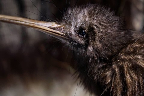 Close-up of a kiwi at Te Puia in Rotorua, New Zealand, Rotorua, New Zealand