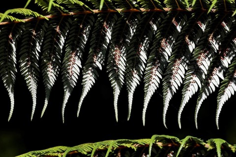 Close-up view of the textured leaves of a silver fern in Te Puia, Rotorua, New Zealand