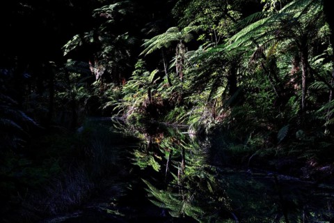 Dense forest with water reflections in Whakarewarewa in Rotorua, Rotorua, New Zealand