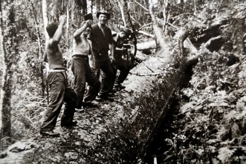 Group of loggers working in forest on historic black and white photo, Waitangi, New Zealand