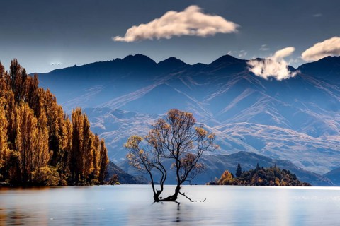 Lonely tree in Lake Wanaka against a picturesque mountain backdrop in autumn, Wanaka, Otago, New