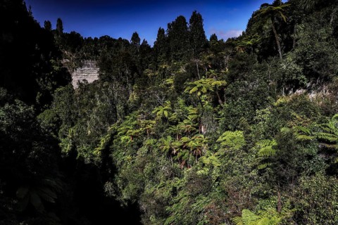 Dense forest in the Mangapuna Valley near the Bridge to Nowhere along the Whanganui River,
