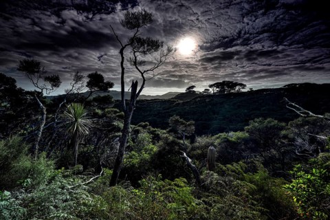 Nocturnal forest landscape with moonlight near Wharariki Beach, Wharariki Beach, New Zealand