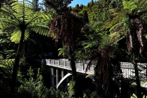 Hidden bridge in thick forest with ferns along the Whanganui River, Whanganui River, New Zealand