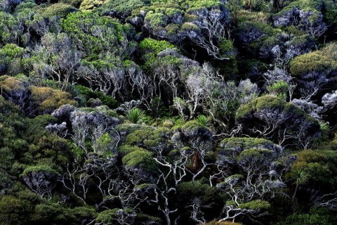 Dense forest area with lush vegetation near Wharariki Beach, Wharariki Beach, Tasman, New Zealand