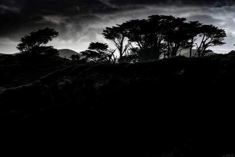 Silhouettes of trees at sunset near Wharariki Beach, Wharariki Beach, Tasman, New Zealand