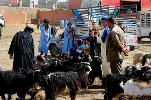 People wearing traditional garments at an active livestock market, Guelmim, Guelmim-Oued Noun,