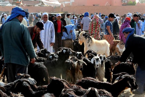 Cattle market with crowds in traditional clothes and lots of goats, Guelmim, Morocco