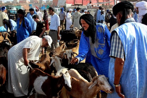 Traders negotiate to sell goats at a busy livestock market, Guelmim, Morocco