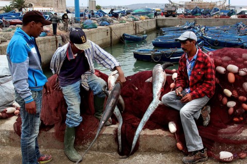 Fishermen present their catch on a harbour pier in Essaouira, Essaouira, Morocco