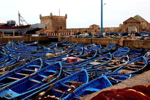 Numerous blue fishing boats are anchored in the harbor, Essaouira, Marrakesh-Safi, Morocco