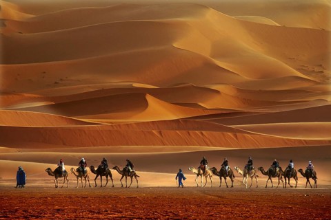 Camel caravan moves through the impressive sand dunes of Erg Chebbi, Erg Chebbi, Morocco