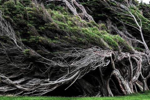 Dense, windswept trees with complex texture at Slope Point, Slope Point, Otago, New Zealand