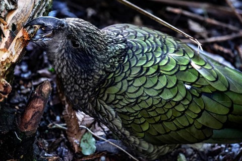 Detailed close-up of a Kea parrot with green plumage, Queenstown, Otago, New Zealand