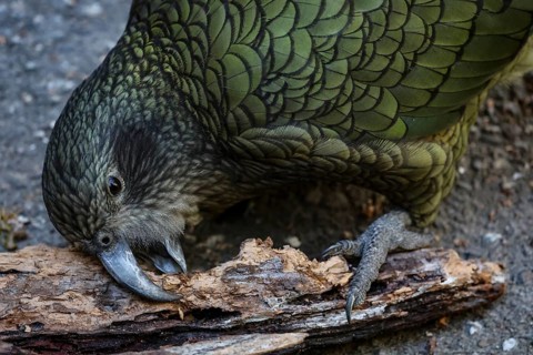 A kea uses its beak to gnaw on a piece of wood, Queenstown, New Zealand