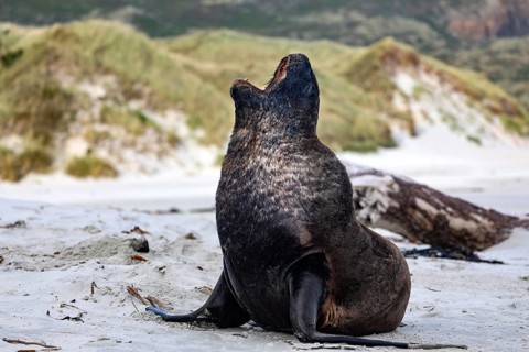 A sea lion sits relaxing on the sandy beach of Sandfly Bay surrounded by dunes, Dunedin, Otago, New