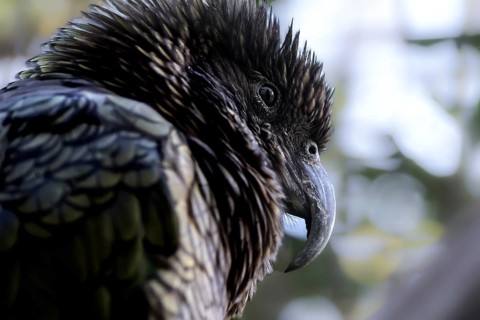Detailed portrait of a keas, with distinctive feathers and a sharp beak in natural surroundings,