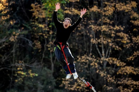 Jumpers in the air bungee jumping from Kawarau Bridge amidst autumn trees, Queenstown, Kawarau