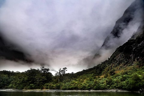 Rainforest under a misty sky, lush vegetation and mystical atmosphere, Milford Sound, New Zealand