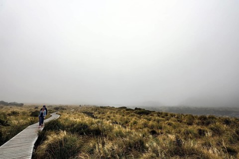 A lonely walkway through foggy grassland in Hocker Valley, New Zealand, null