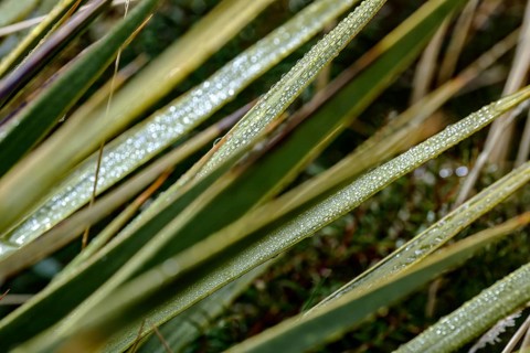 Close-up of blades of grass with dew drops in natural setting, Mount Cook, New Zealand