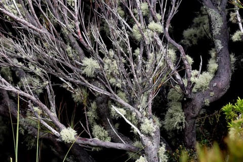 Detailed view of mossy branches with grey bark, Mount Cook, New Zealand